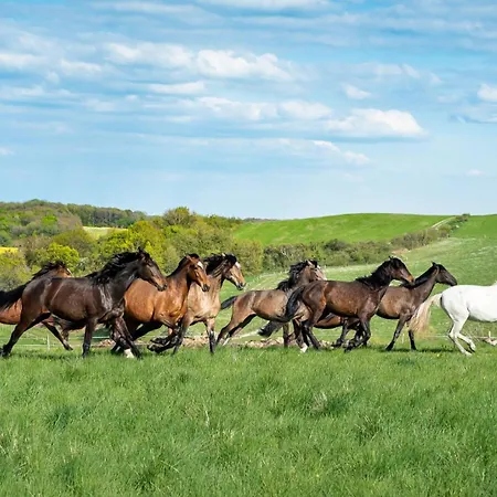Au Pres Des Chevaux ! Appartement Macheren